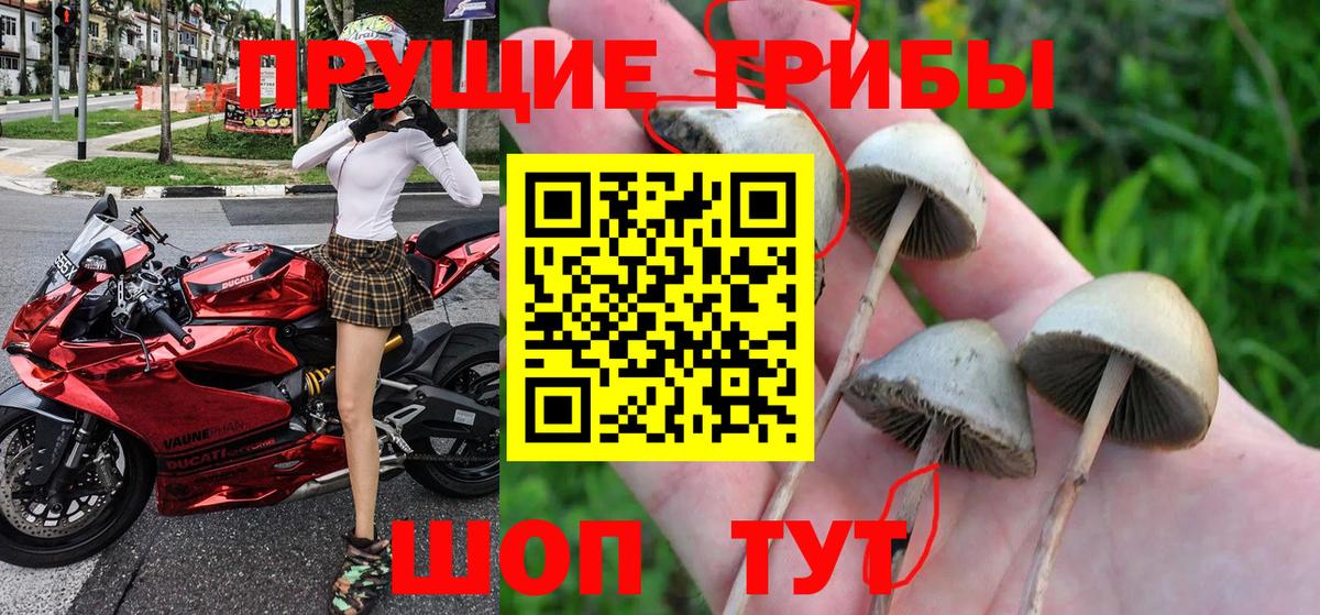 Галлюциногенные грибы Cubensis Кашира